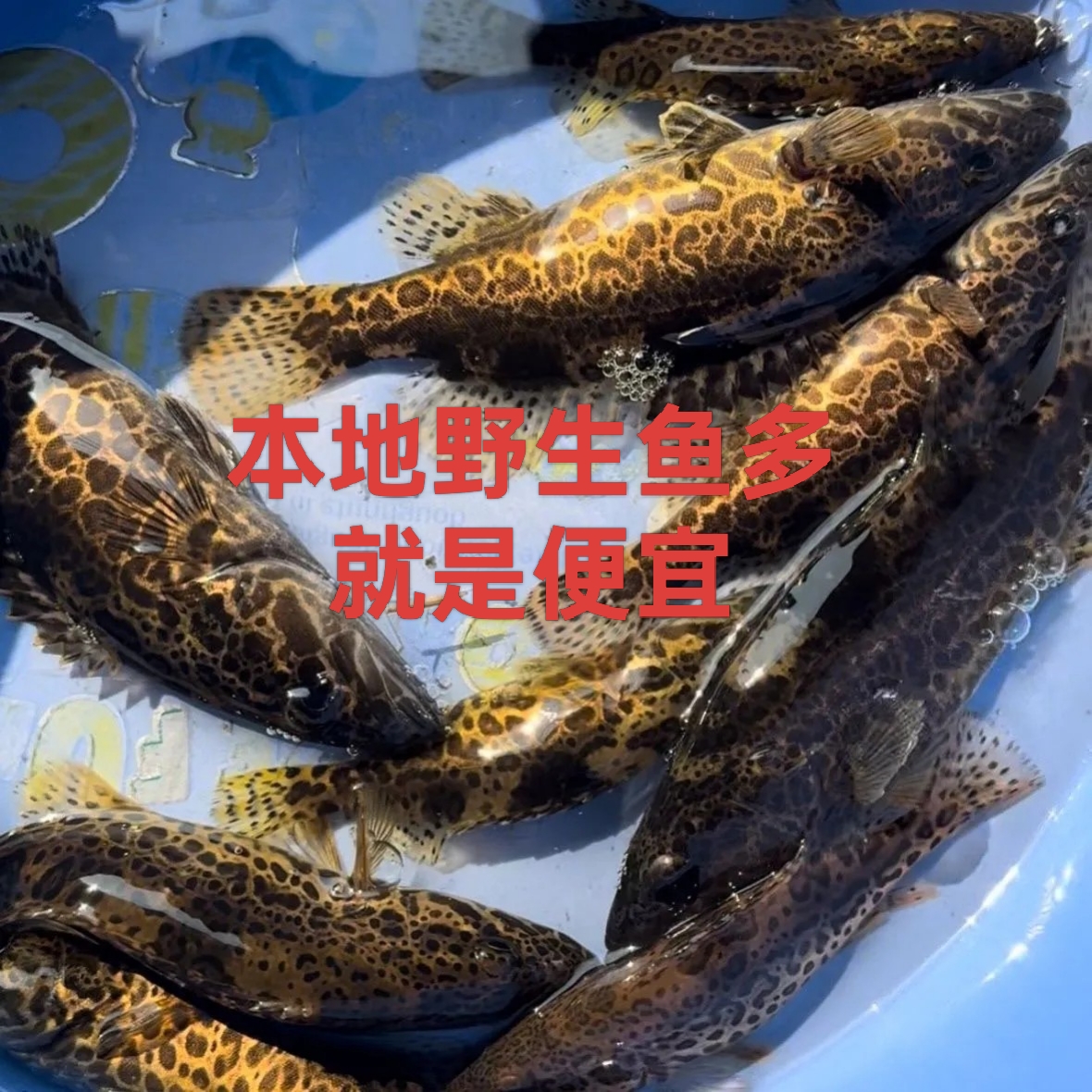 发货前拍视频不发病鱼包邮包损野生斑鱖都已定好水开口