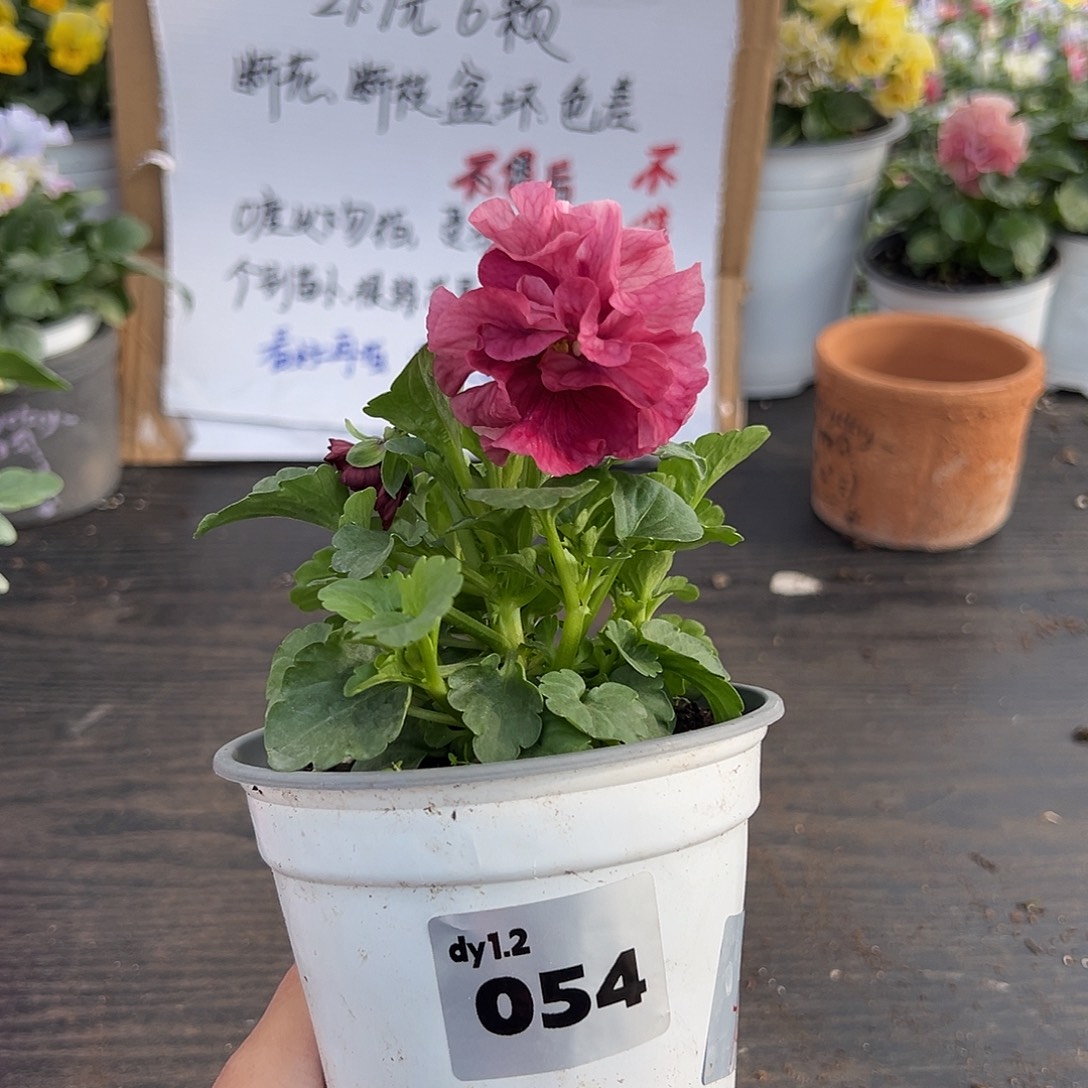 大部分花苞少量开放054号玛丽琳