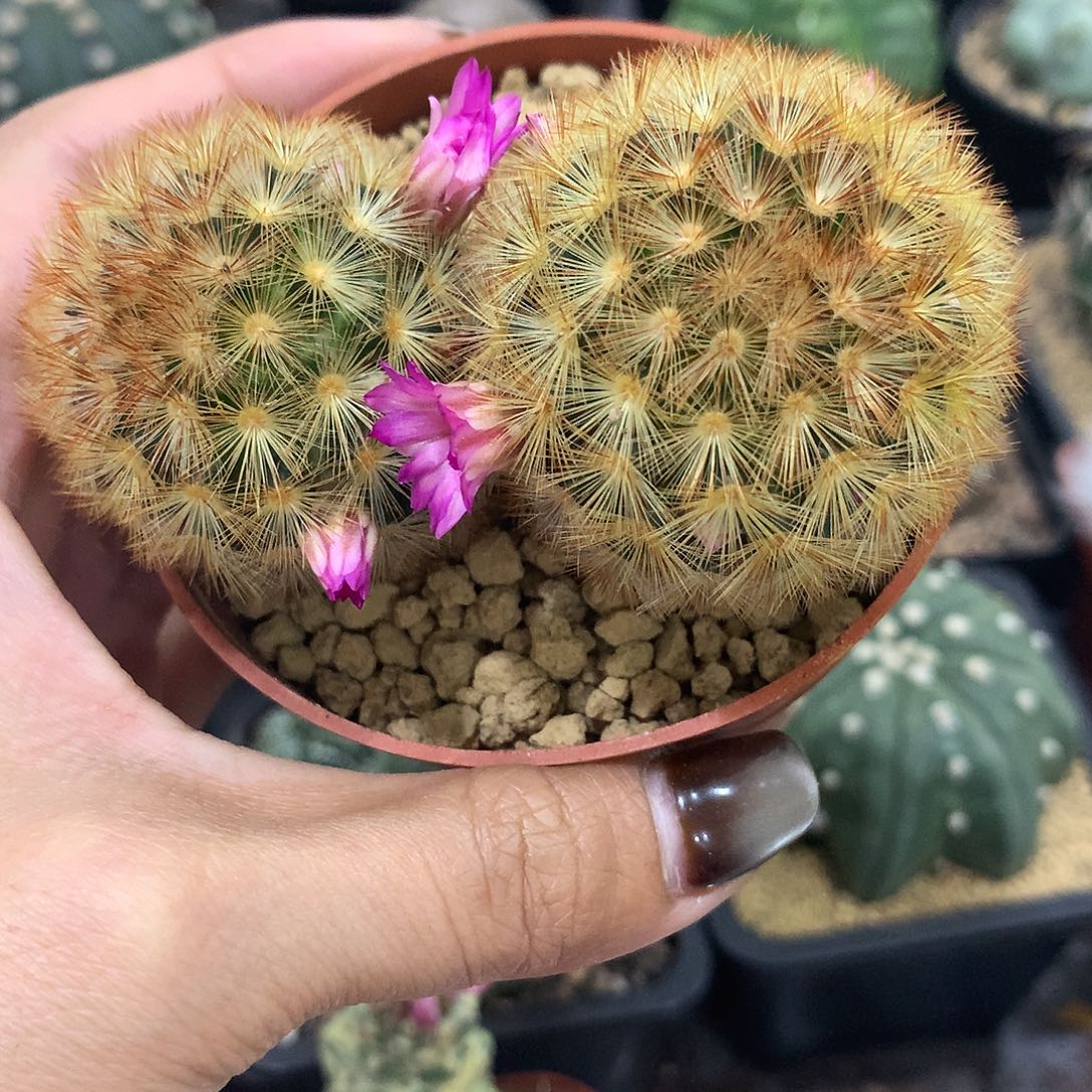 实生根双头金刺嘉文丸