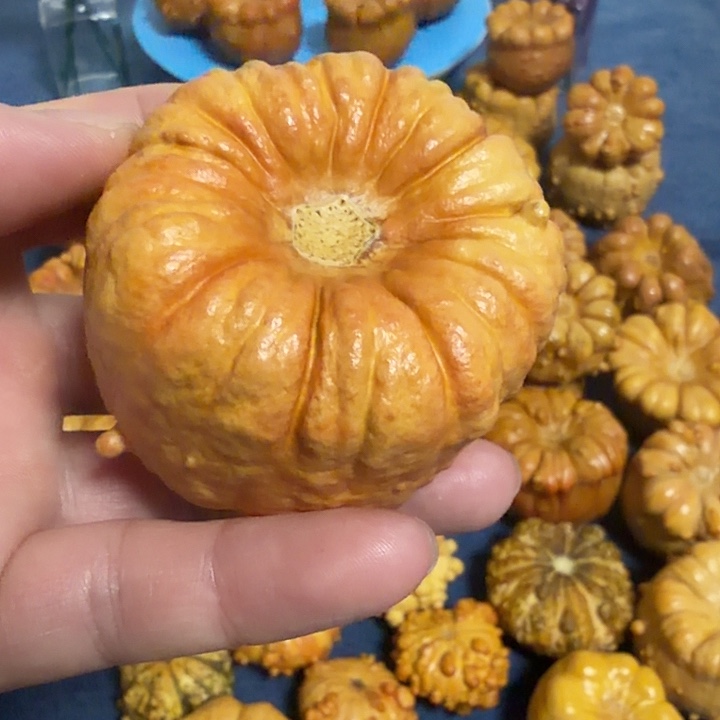 风***^墨西哥七彩疙瘩葫芦瑕疵不退货