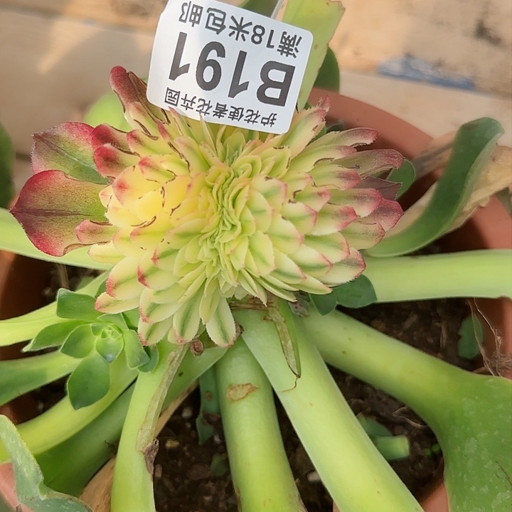 多肉 龙鳞缀户，多肉