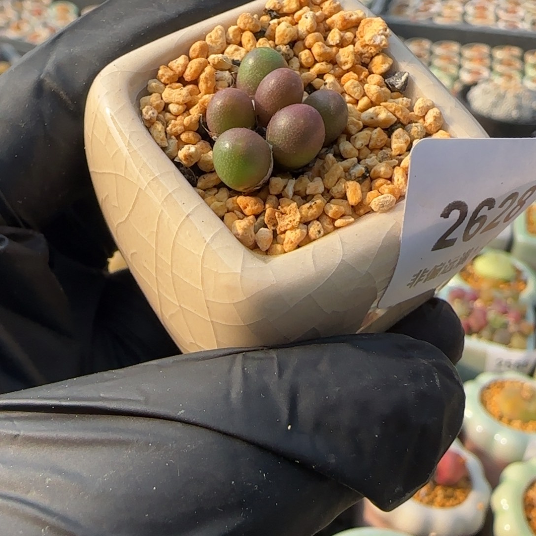 2628--一物一拍 带盆