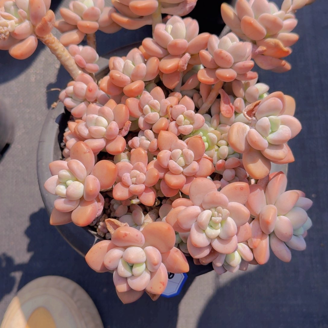 5-60红洛神凡艺多肉