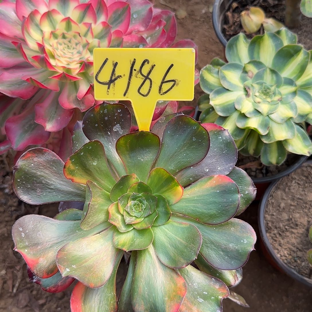 4186--+无毒七彩多头