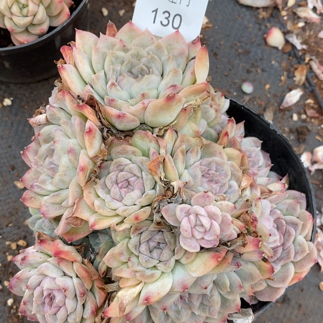 风**人杂交精品多肉130