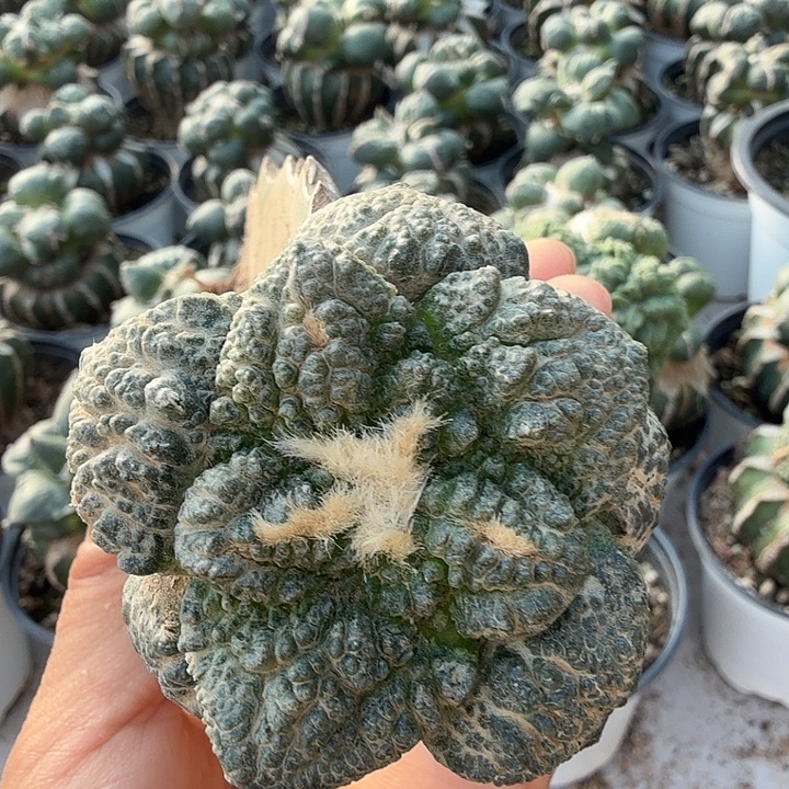 无花朵338哥斯拉牡丹