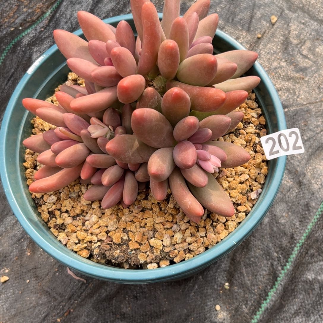 多肉植物糖果美人202