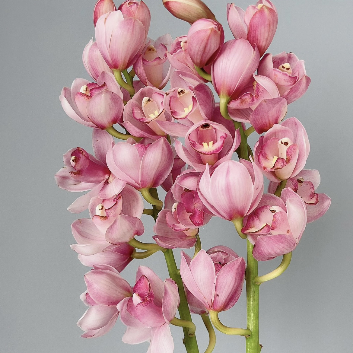 【六朝金粉】 一物一拍   大花蕙兰  粉色系 花期长 新手客厅阳台