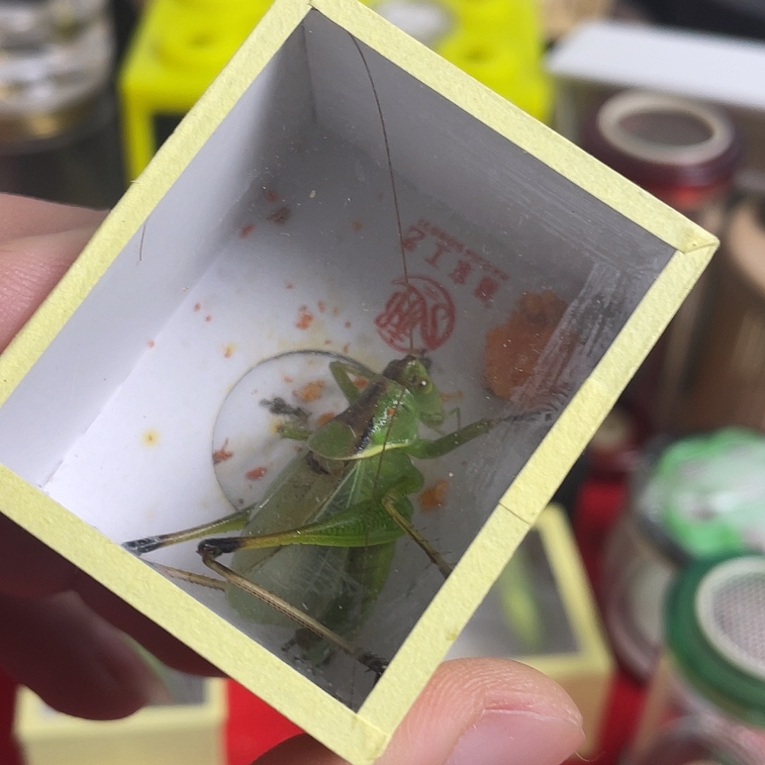 蝈蝈郝建伟扎嘴一只