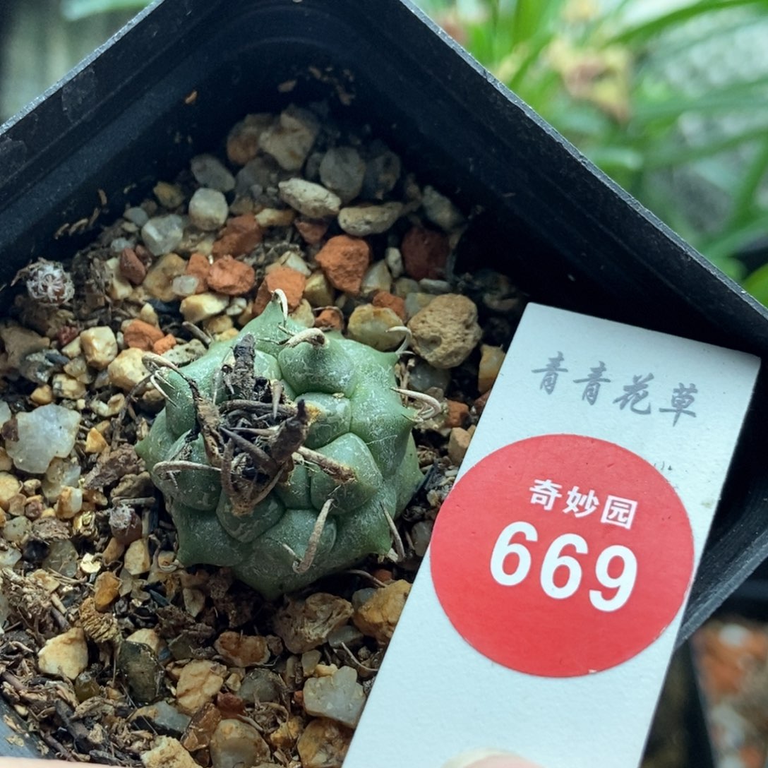 实生碳刺娇丽2.5cm