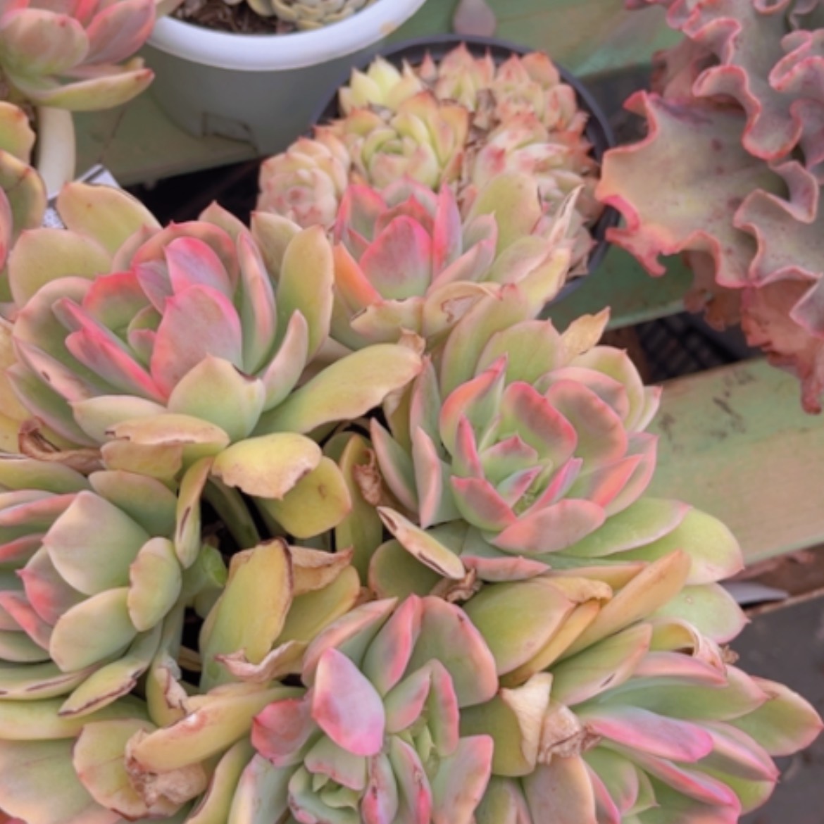 【闪购商品】绮罗锦0484