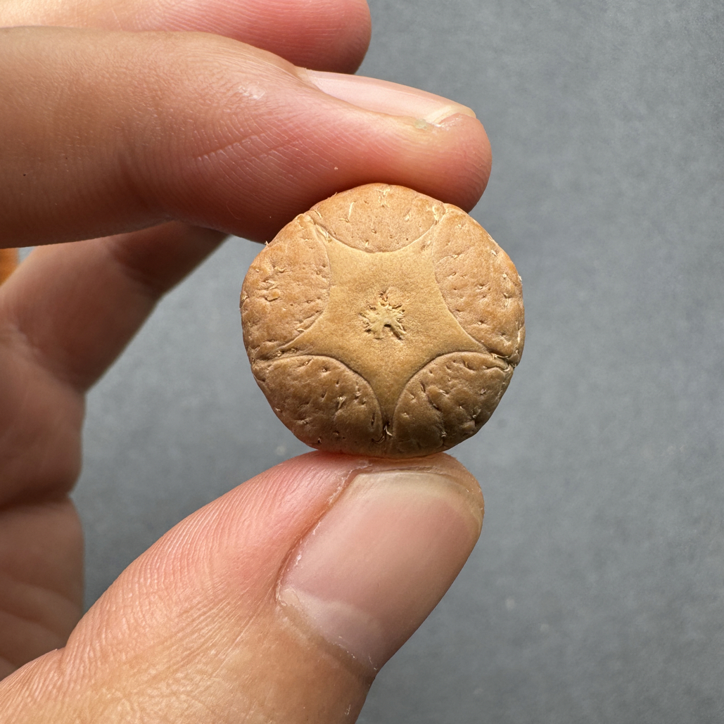 精品20+五星上将菩提凤眼菩提三通佛头，非质量问题开孔不退