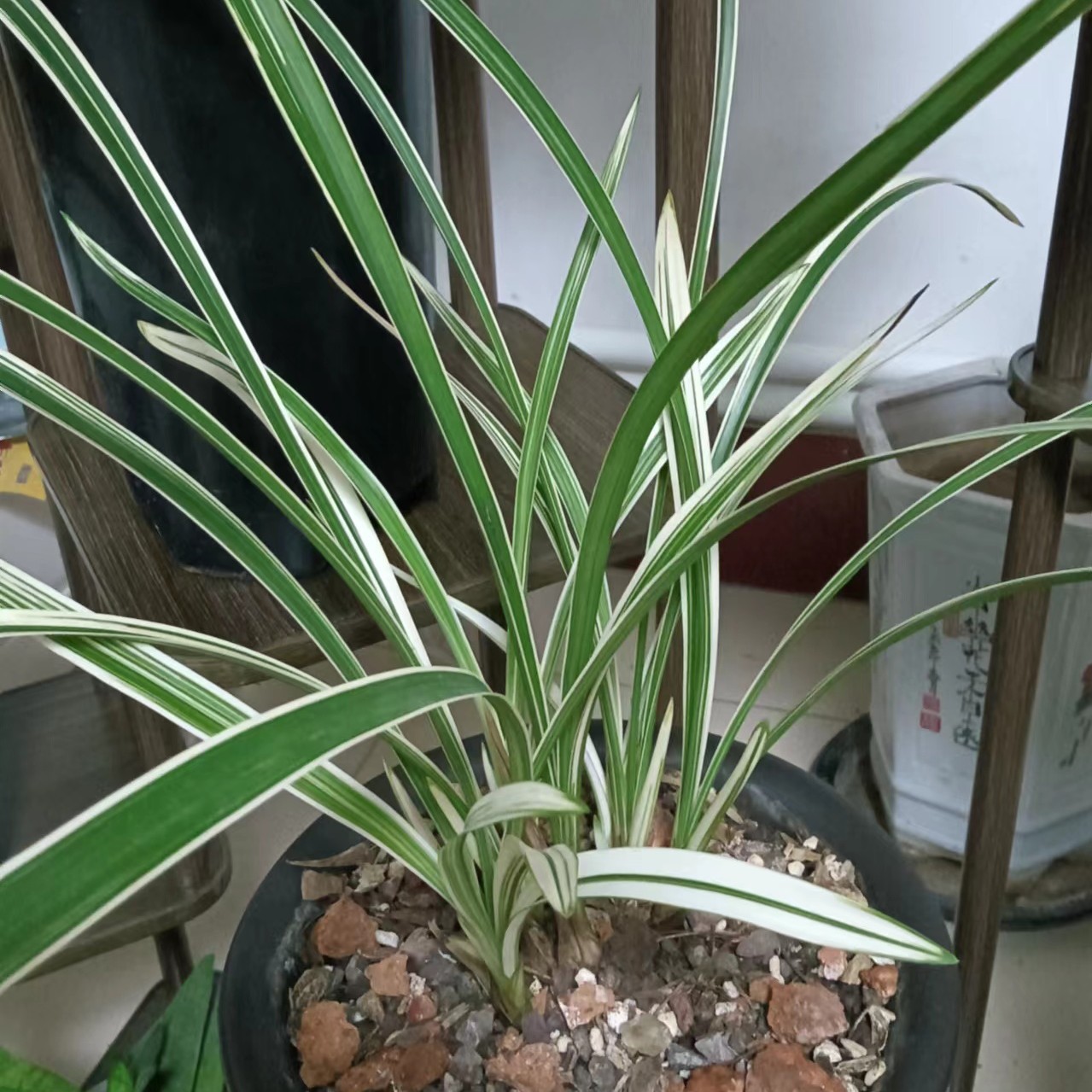 兰花室内兰草一物一拍花期不定兰花草兰花盆栽花卉绿植金边兰视频