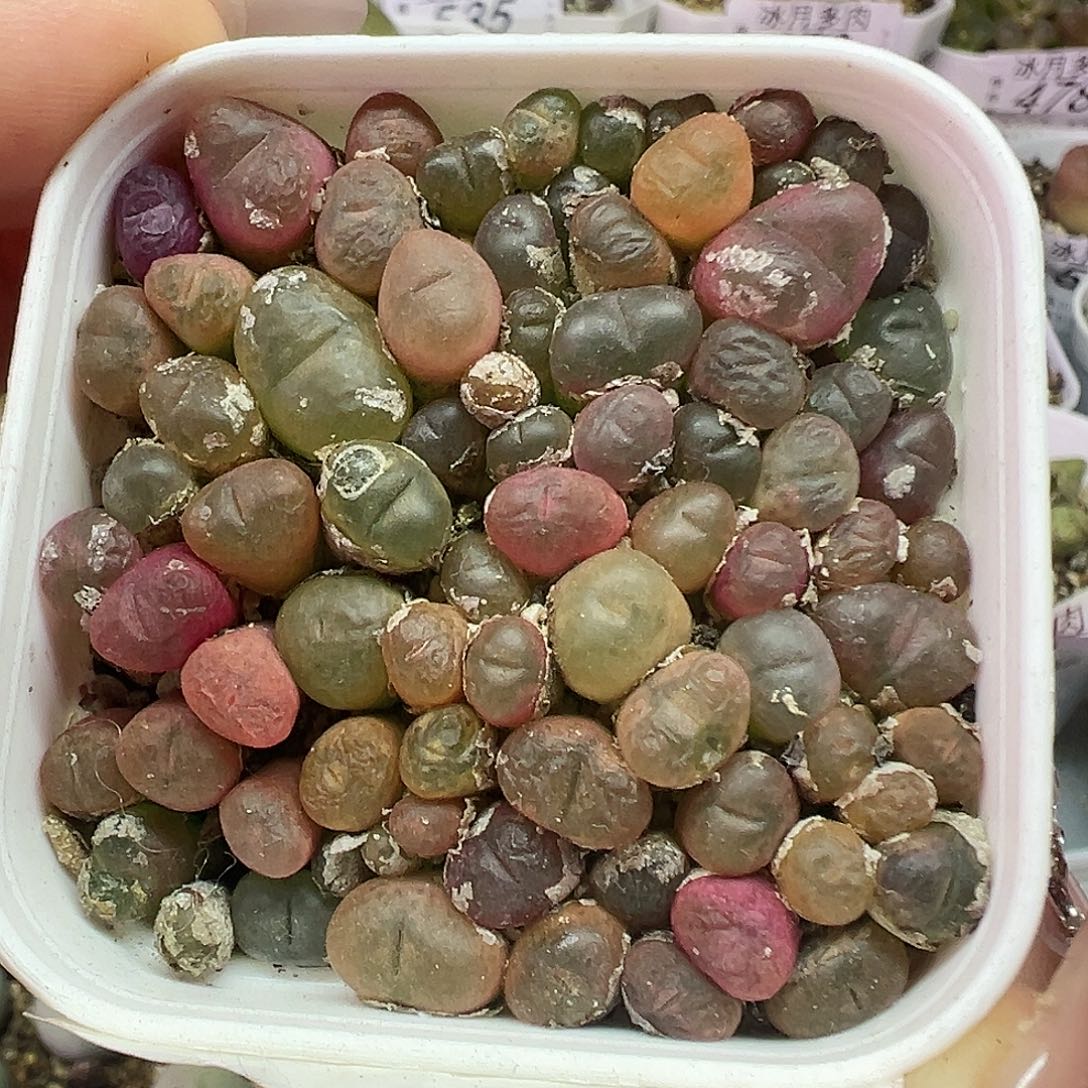 413超毛带盆土发货