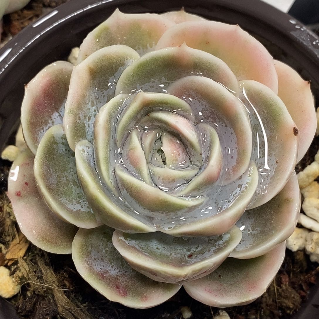 373蓝色惊喜锦  小方花圃一物一拍