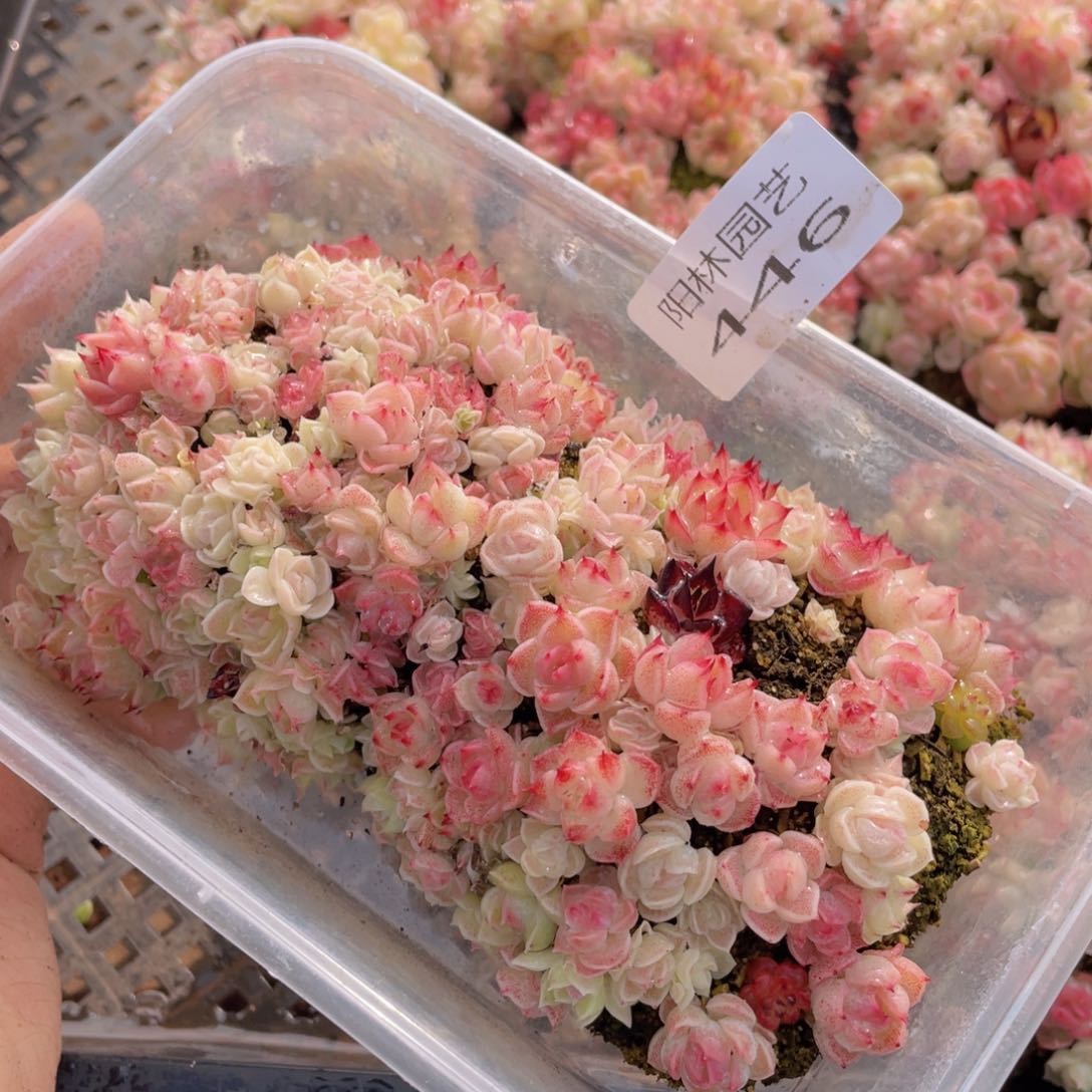 多肉植物多肉植物446