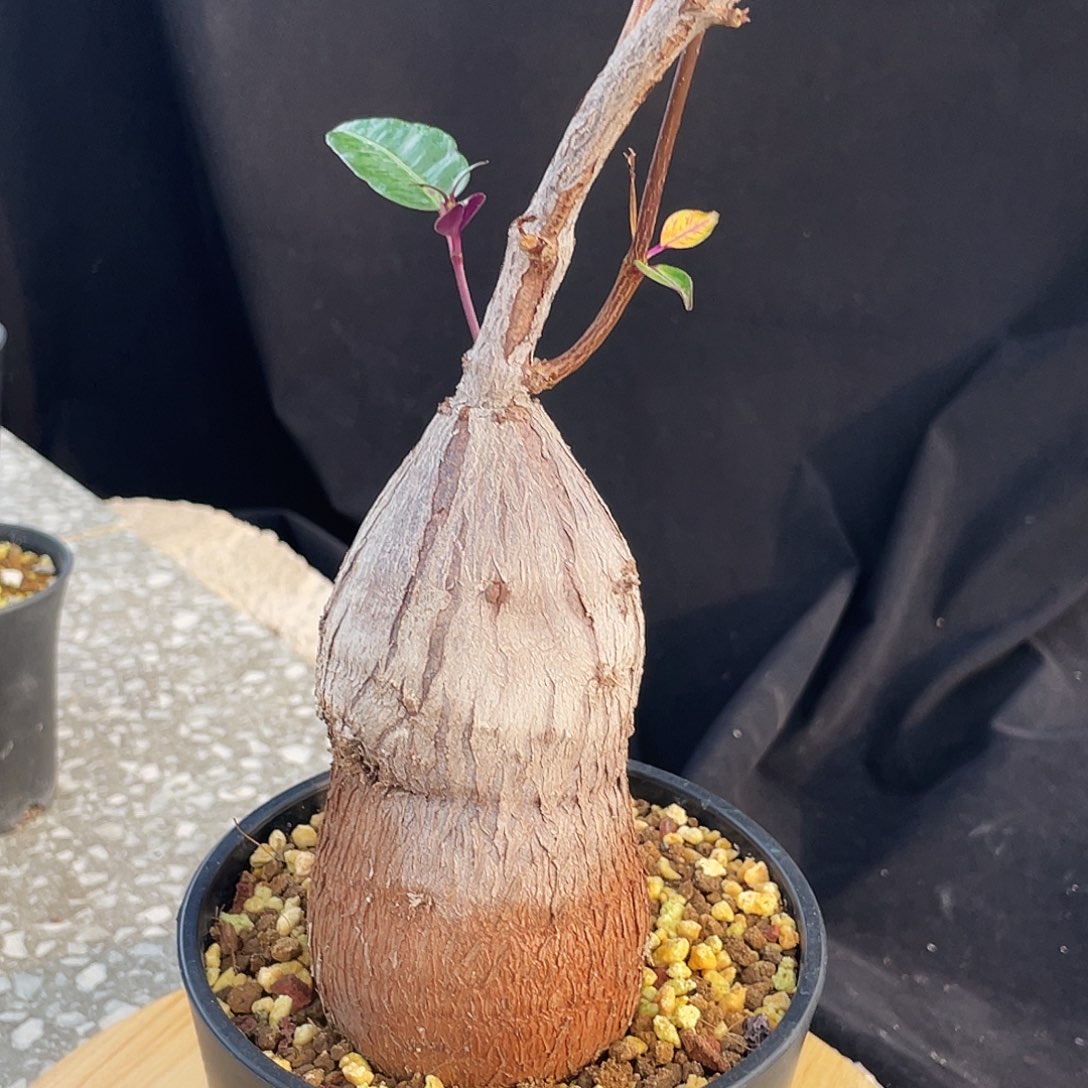 优选紫背罗摩666666