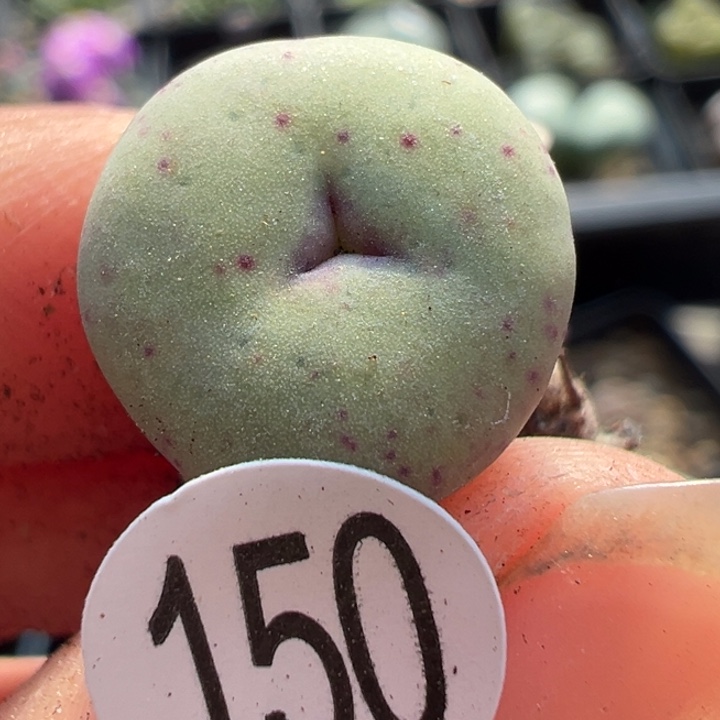 150干这颗多肉有点好看