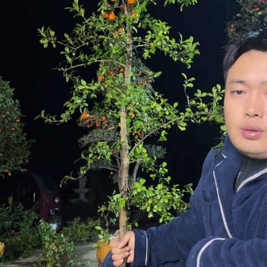 无花朵金弹子庭院原生品种