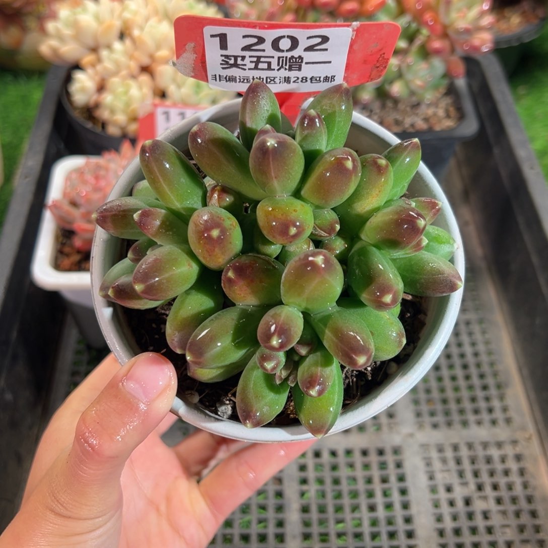 表妹精品多肉1202.