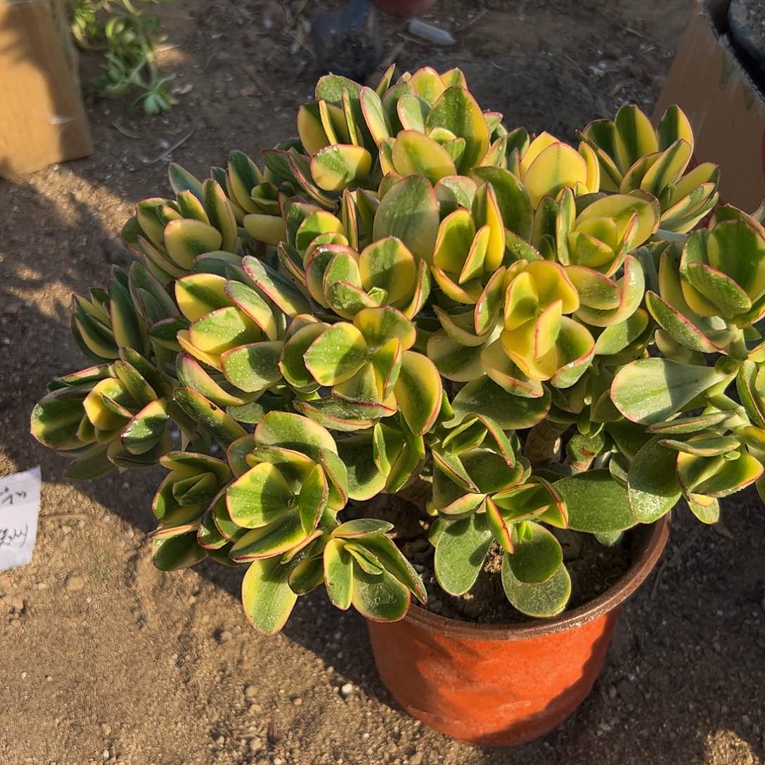 多肉植物新花月锦