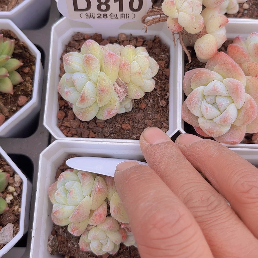 D810冰玉一物一拍