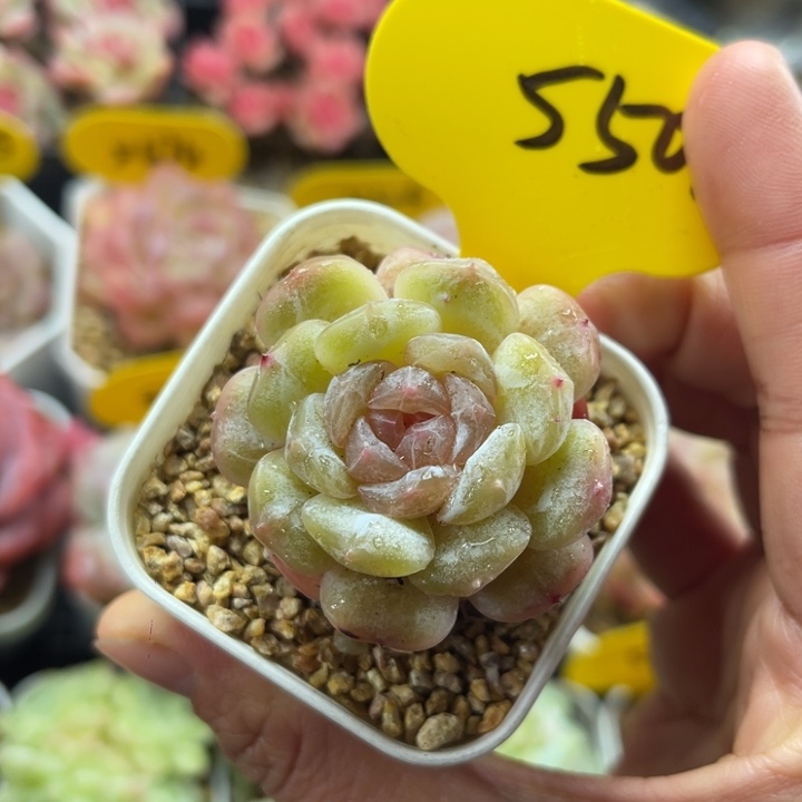 白色恋人单头5502