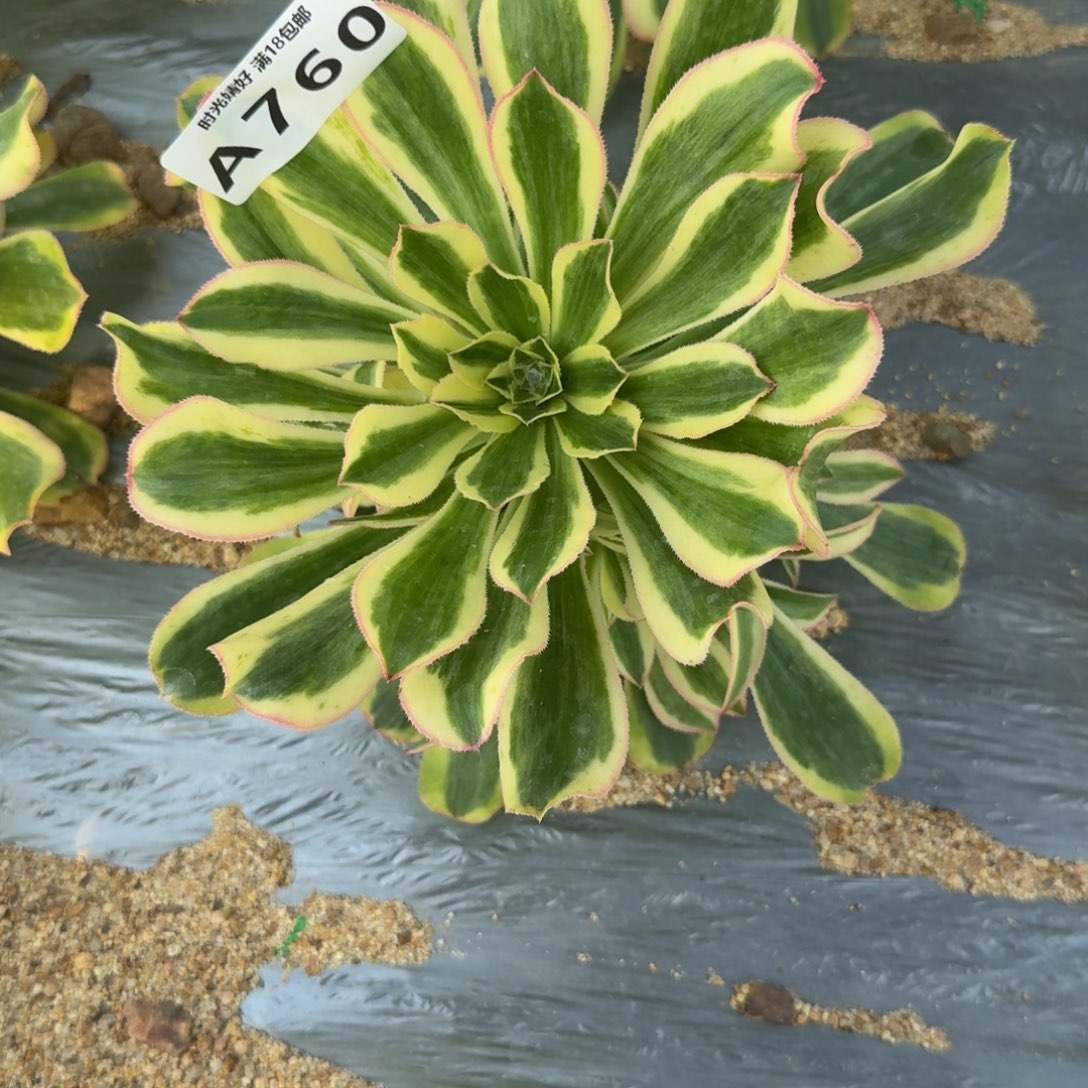 760。白兰地 多肉植物