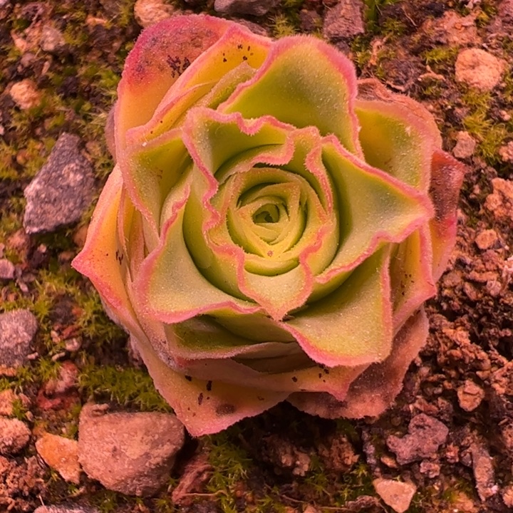 花生 黛胭 809 福利