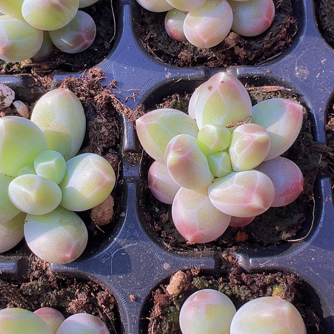 咖啡豆3颗19包邮多肉