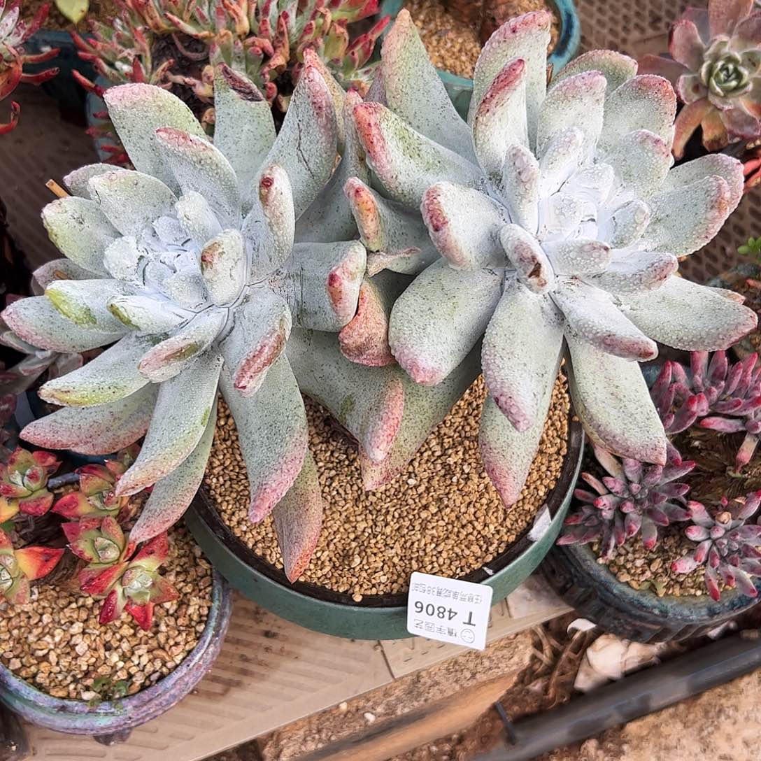 4806单脸20cm拇指仙女杯