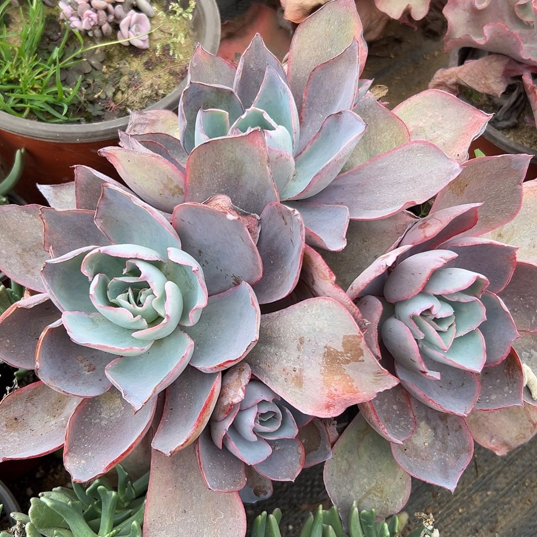 多肉植物有砍晚霞群生