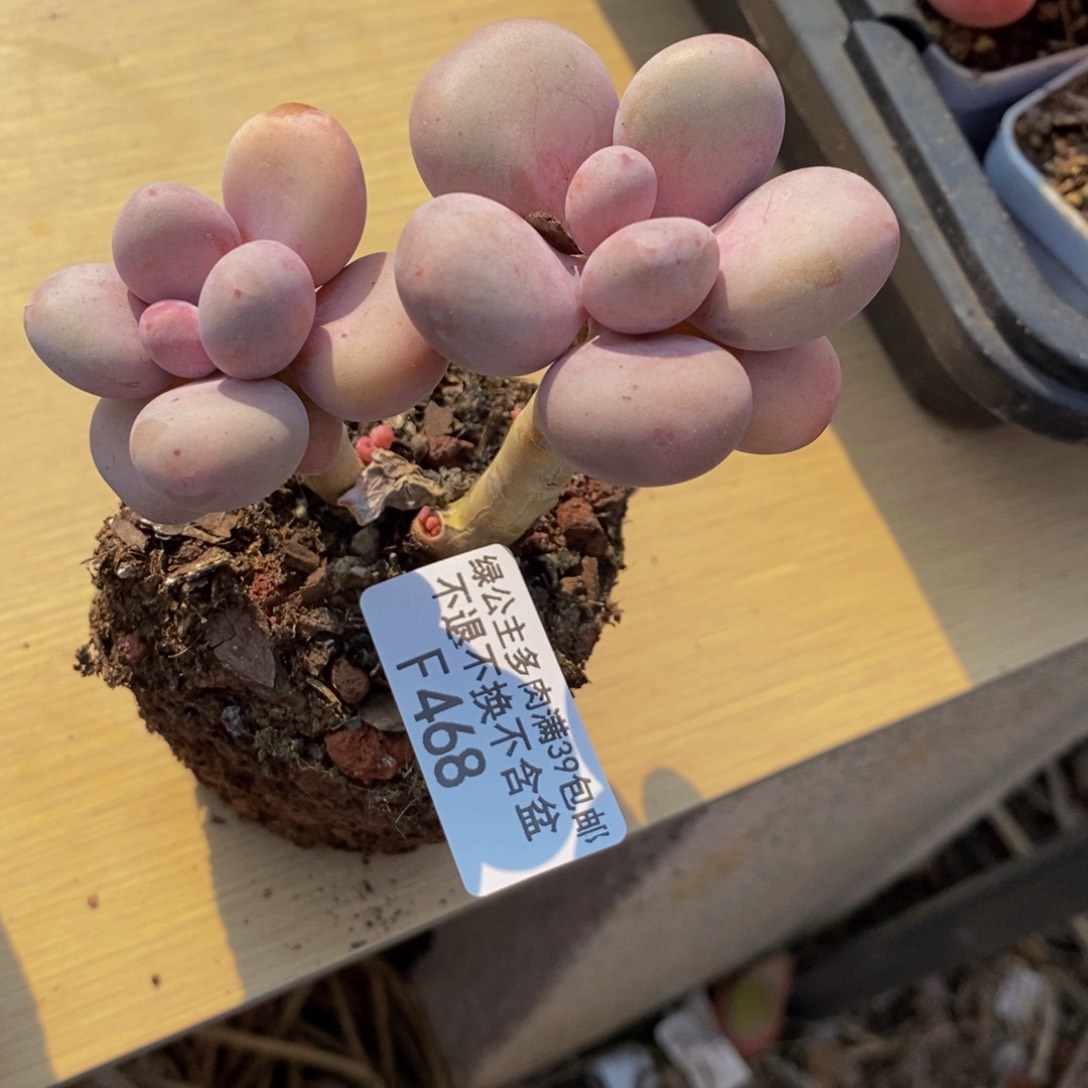 彩虹奶酪468/7c m