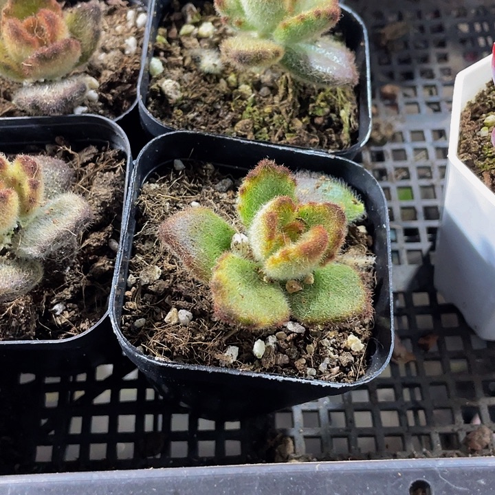 泰迪熊带盆土发货