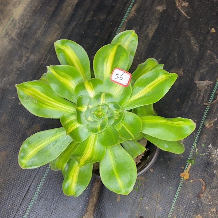 曳***青暴君56多肉植物法师