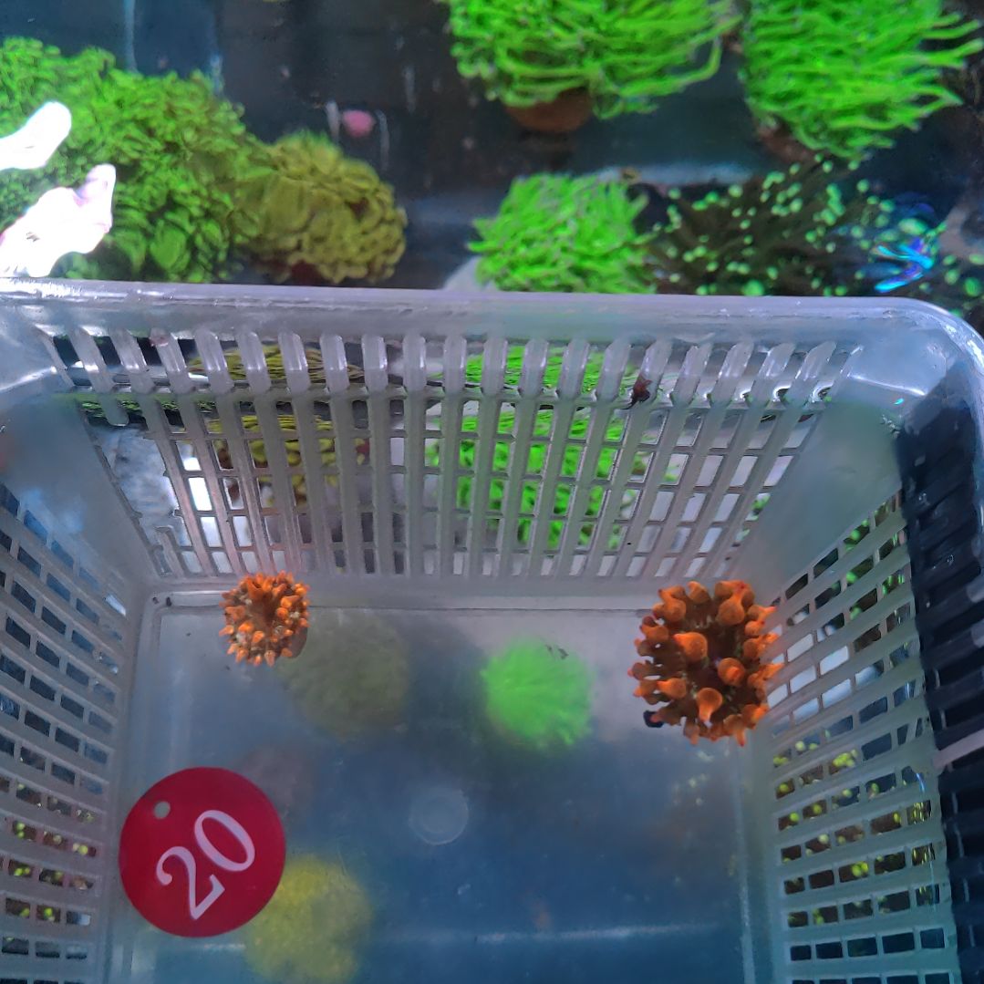 【中华专属】20号 小体大奶1 小体小奶1