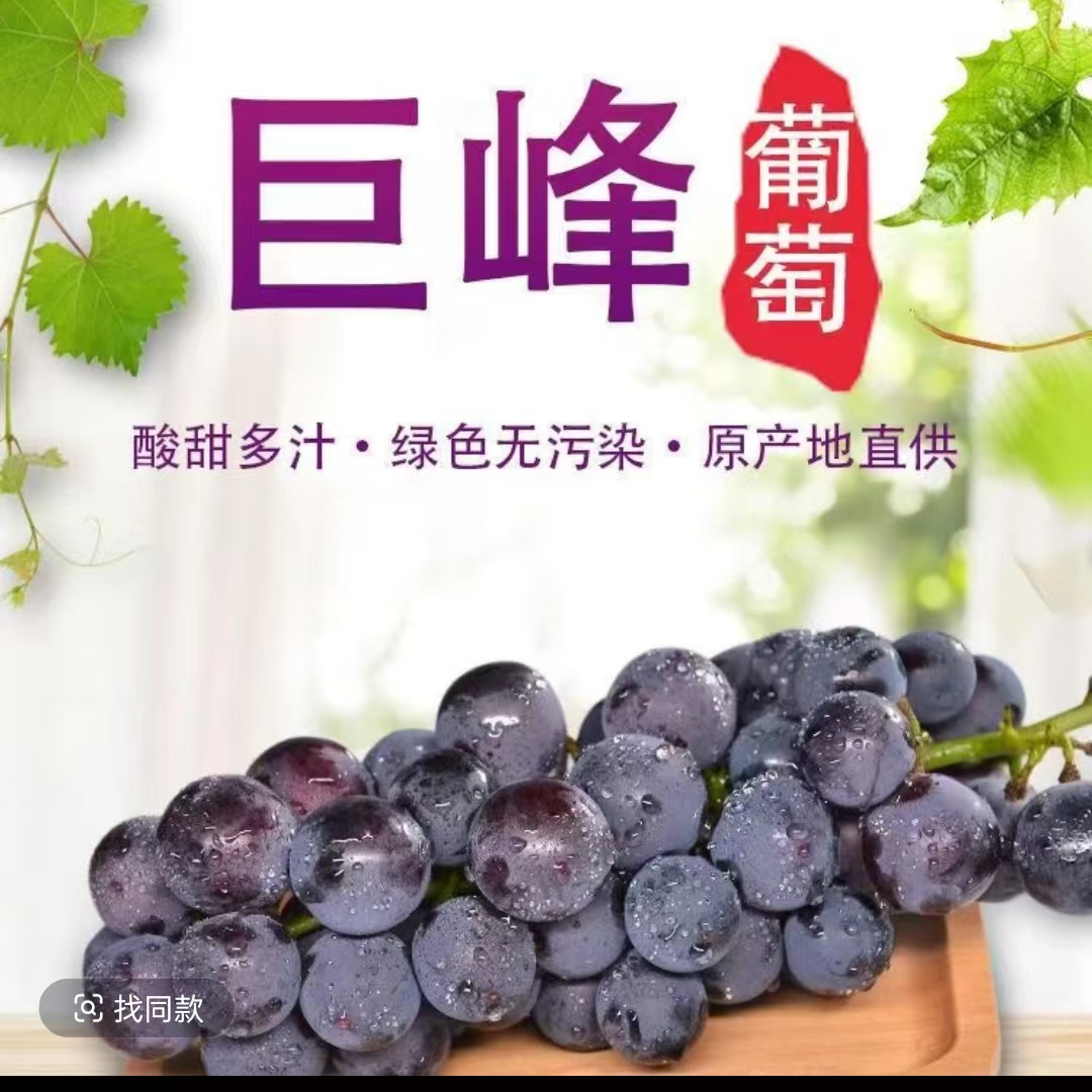 【张书记专属】平度巨峰葡萄新鲜现摘大葡萄整串 脆甜多汁山东省