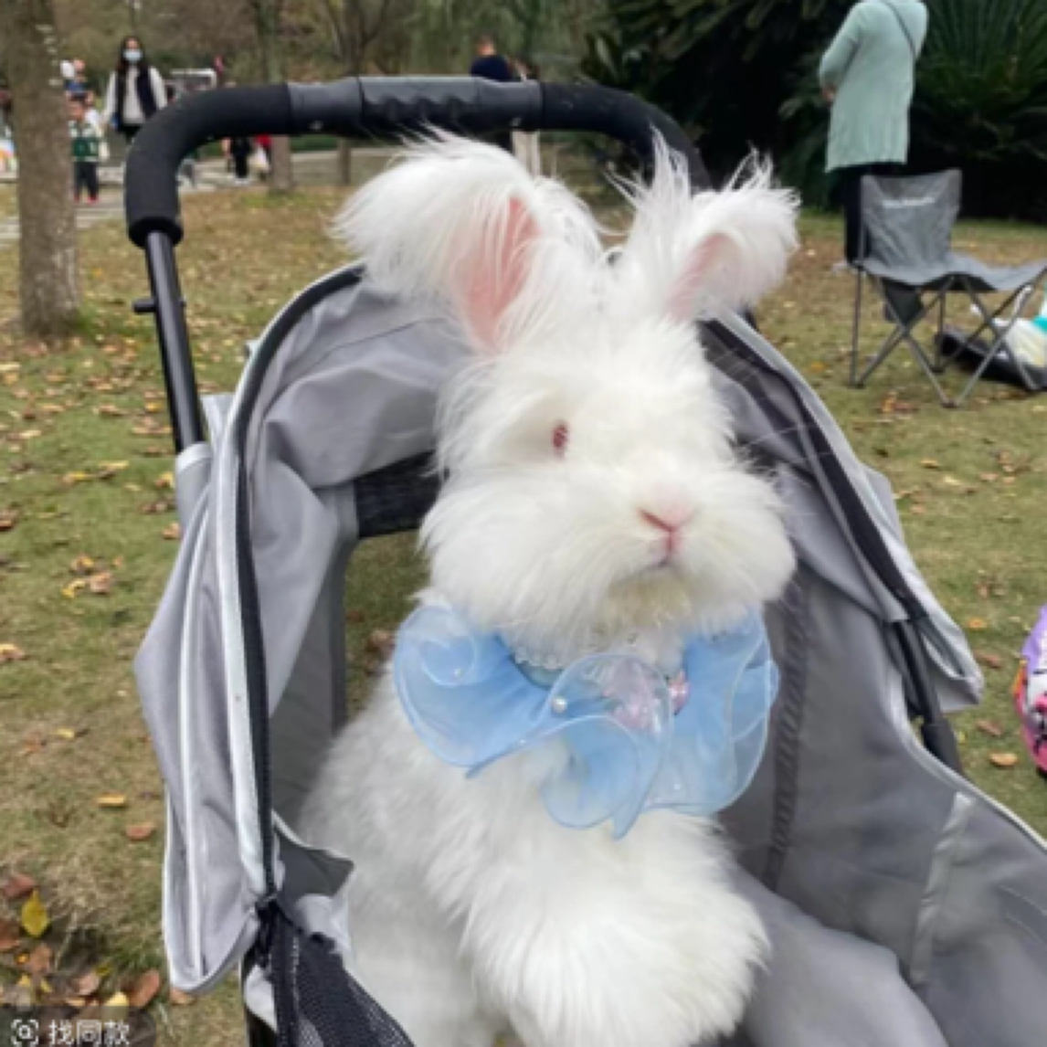 如意宠宠物活体专拍链接