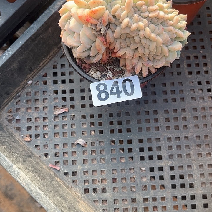 陈*多肉植物一物一拍