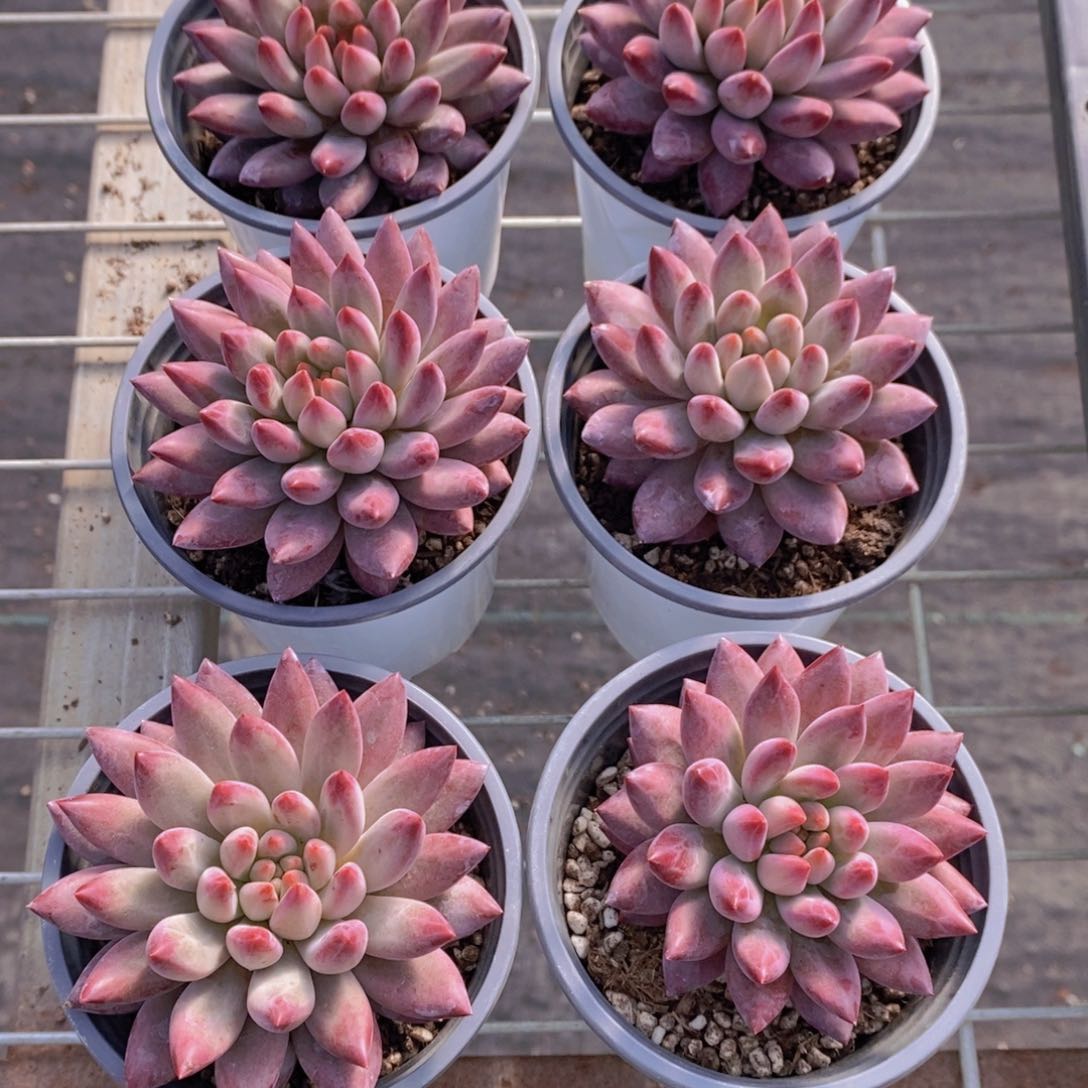 1210-02-精品母本车厘子单头一个