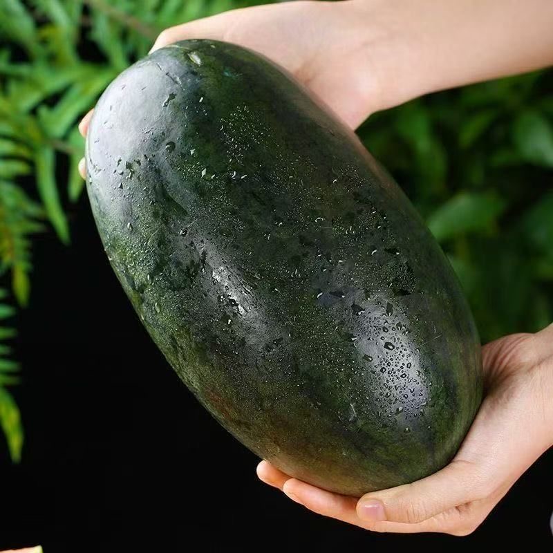 越南进口热带水果黑美人西瓜新鲜采摘果地直发脆甜多汁香甜可口