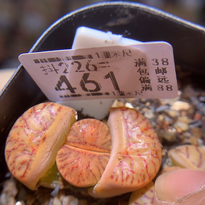 精品生石花226.461