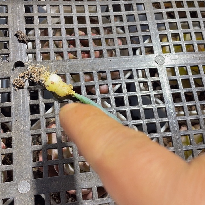 宇***洋202号筐带盆土发过