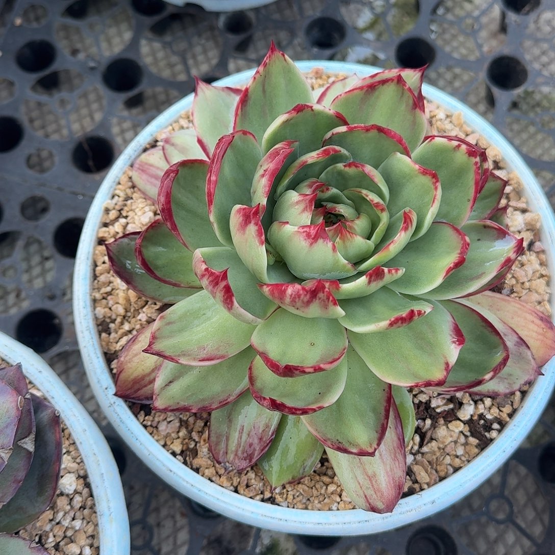 惊鸿仙子多肉植物