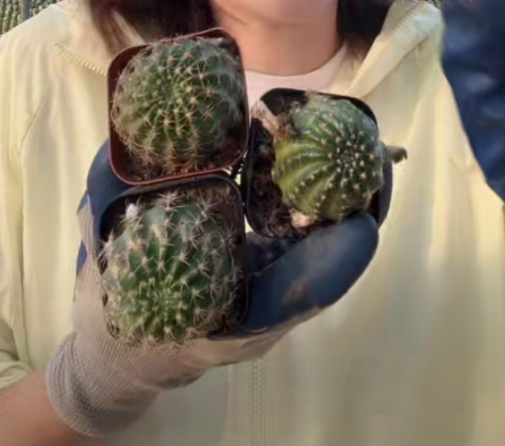 二妹园艺【 3颗 自根品种丽花   自根 】 脱土随机发货