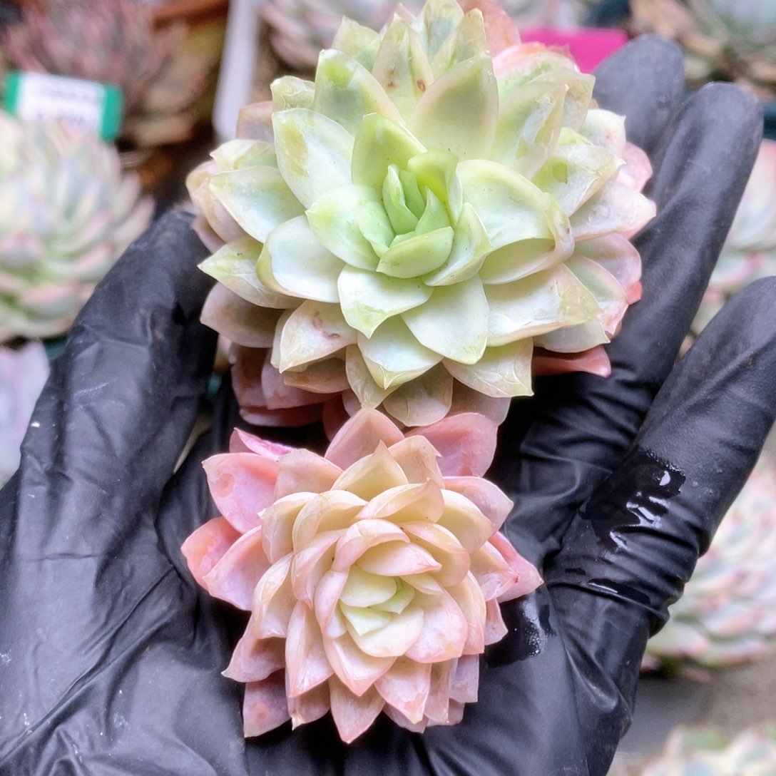 015锦锦锦锦锦锦锦