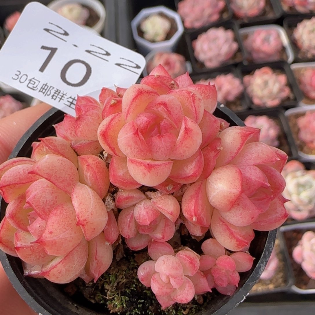 女王群一颗脱土发货