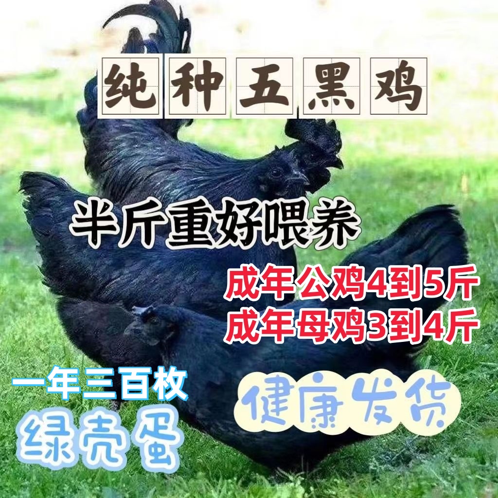 半斤发货脱温正宗五纯黑鸡产蛋绿壳母鸡产蛋乌骨土鸡纯种土鸡