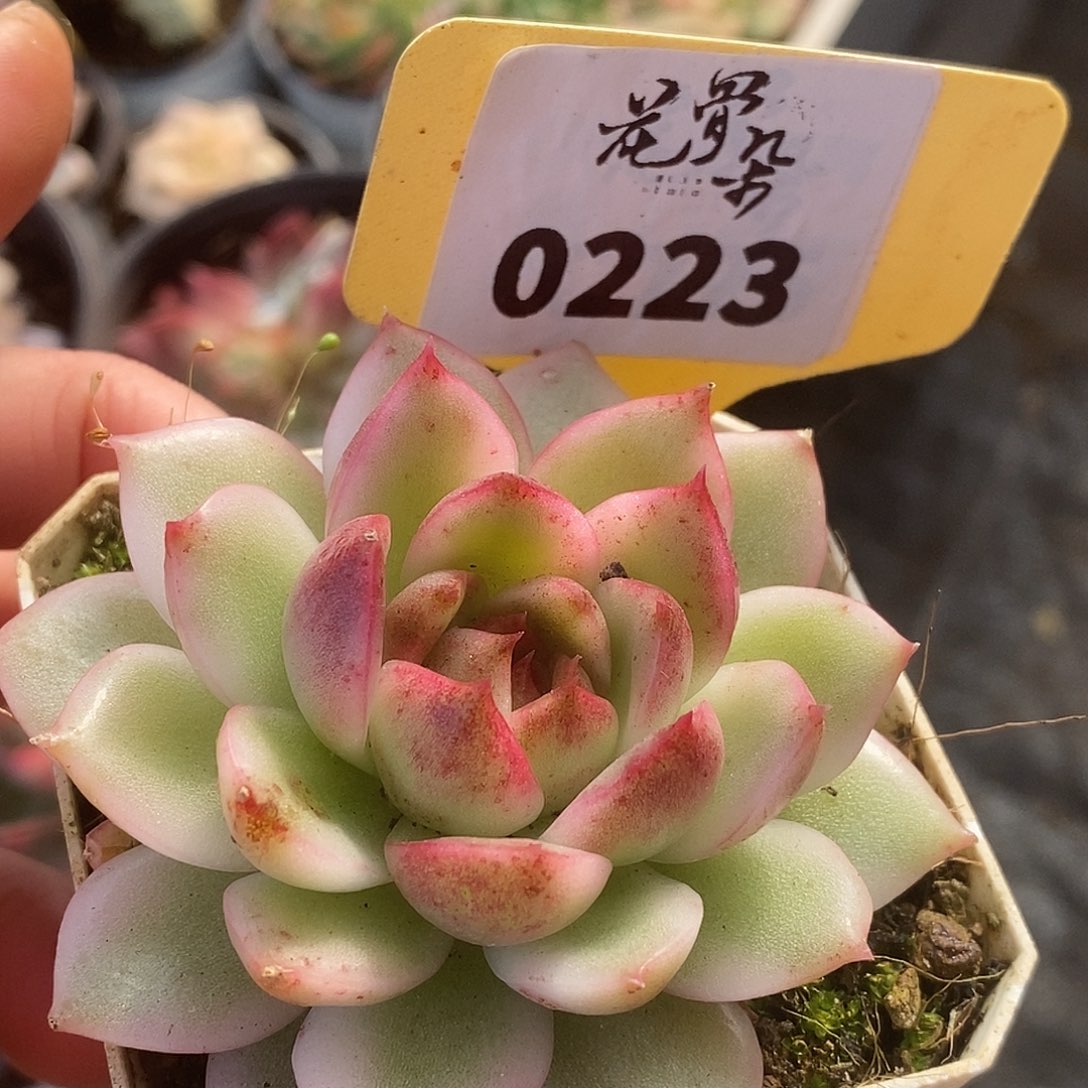 223水晶哈哈实事求是