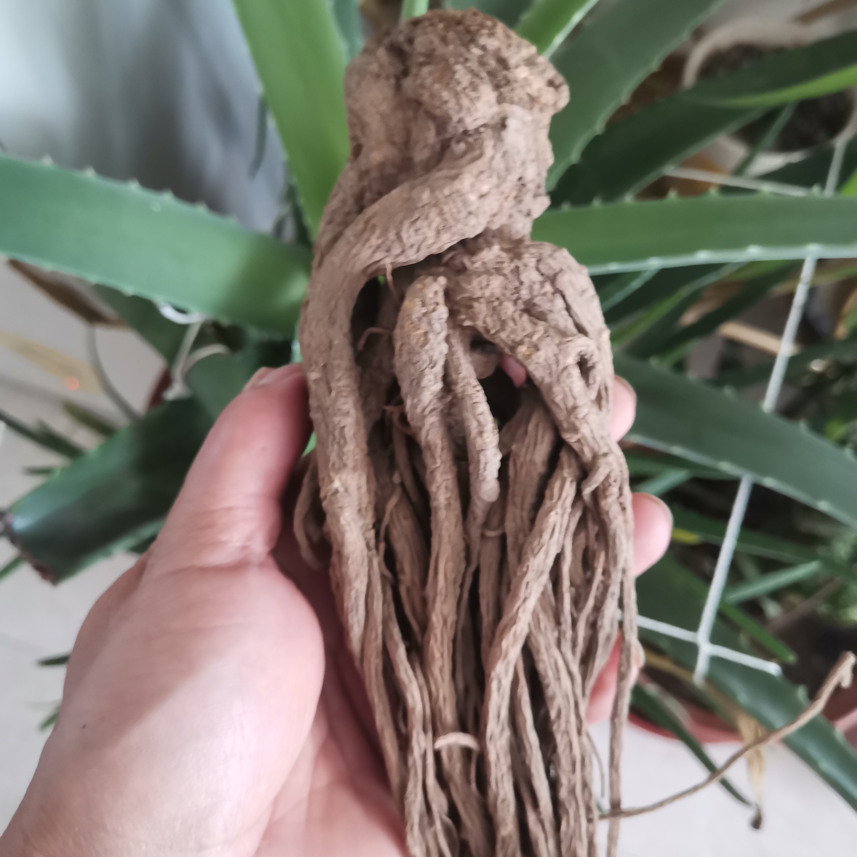 甘肃岷县种植当归250g~500g包邮